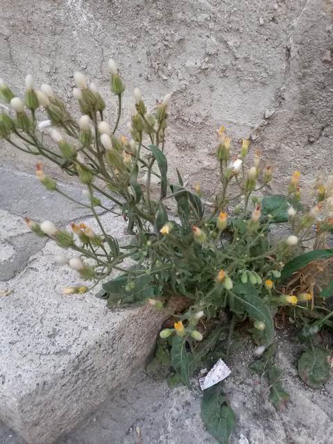 Crepis foetida / Radicchiella selvatica